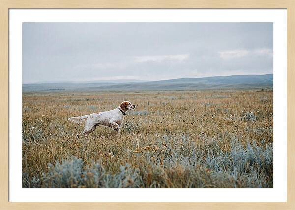 English Setter In The Meadow