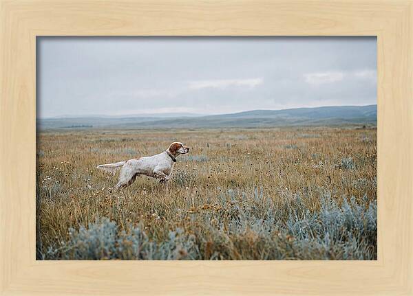 English Setter In The Meadow