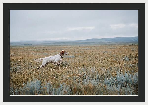English Setter In The Meadow