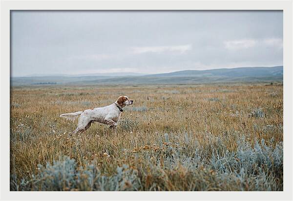 English Setter In The Meadow