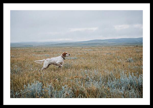 English Setter In The Meadow