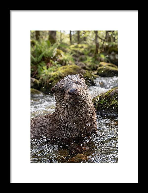 Eurasian Otter In Scottish River