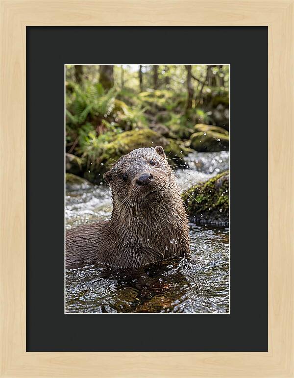 Eurasian Otter In Scottish River