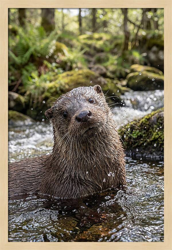 Eurasian Otter In Scottish River