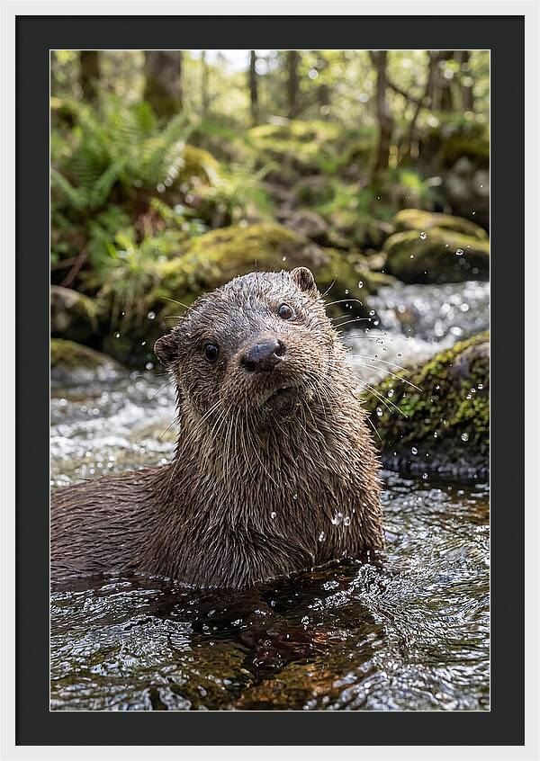 Eurasian Otter In Scottish River
