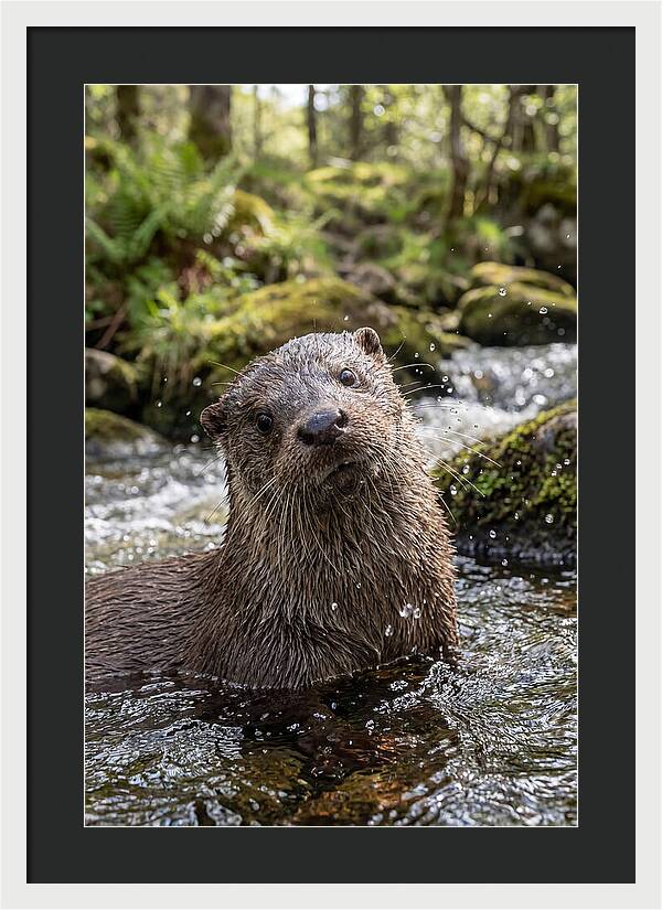 Eurasian Otter In Scottish River