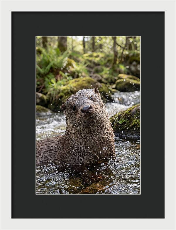 Eurasian Otter In Scottish River