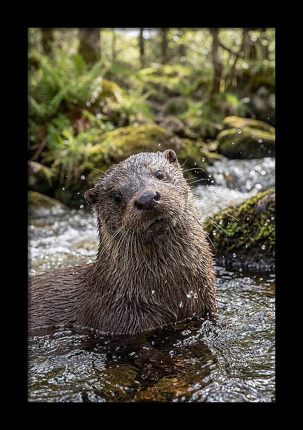 Eurasian Otter In Scottish River