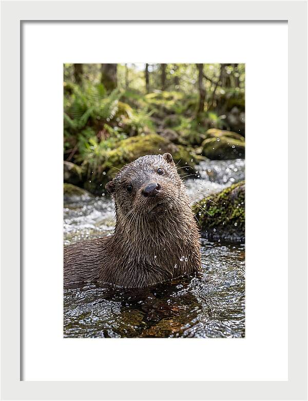 Eurasian Otter In Scottish River