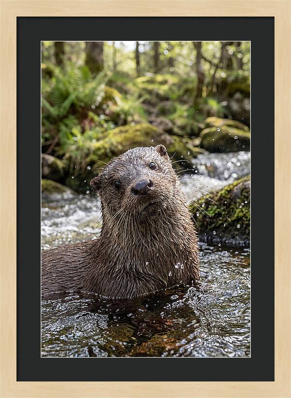 Eurasian Otter In Scottish River