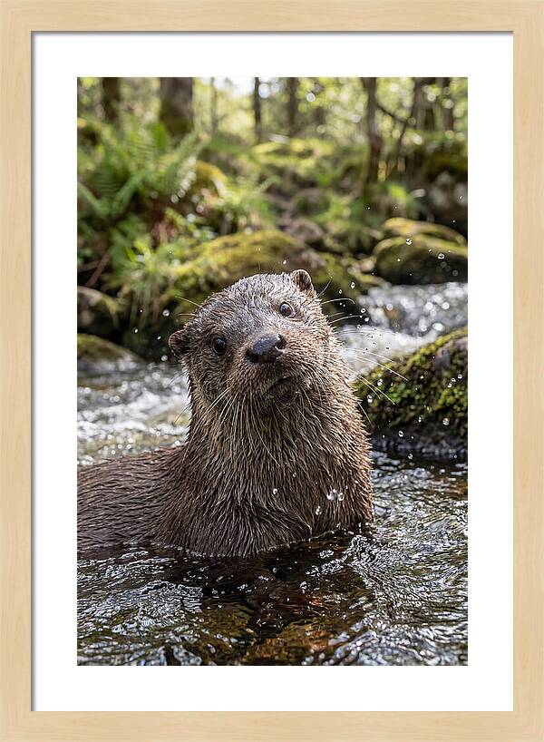 Eurasian Otter In Scottish River