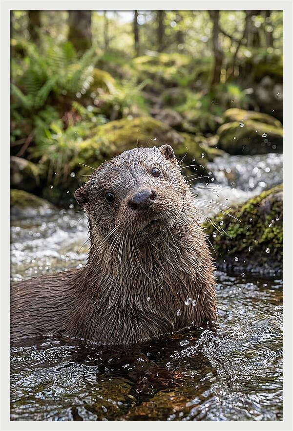 Eurasian Otter In Scottish River