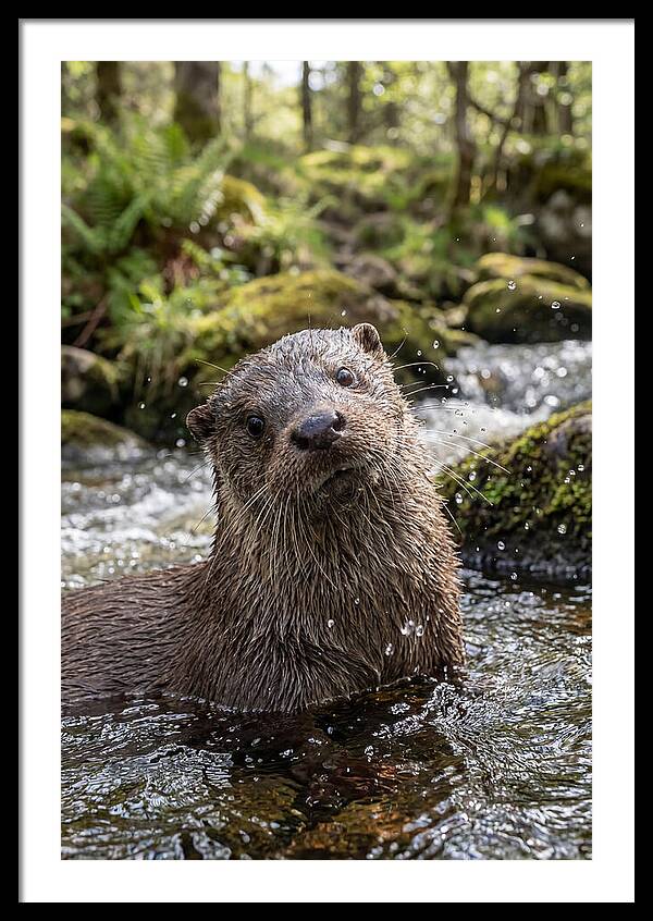 Eurasian Otter In Scottish River