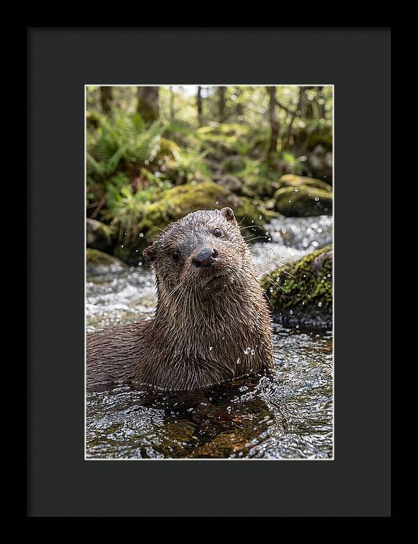 Eurasian Otter In Scottish River