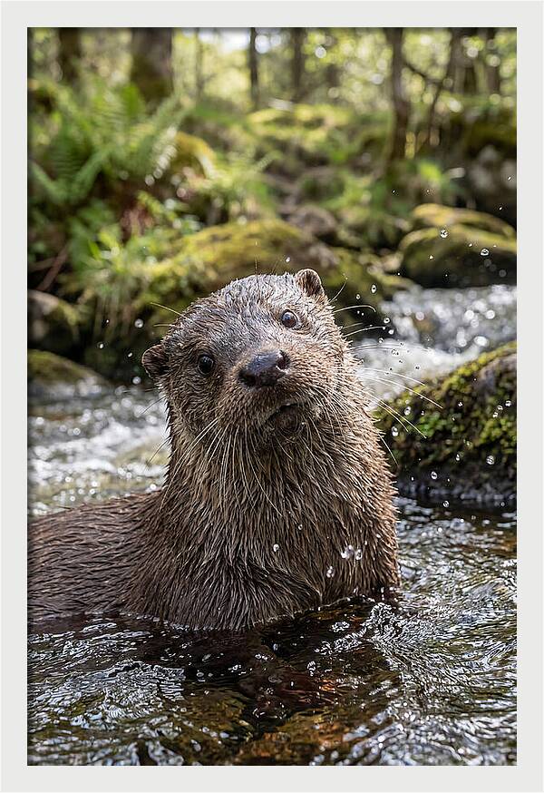 Eurasian Otter In Scottish River