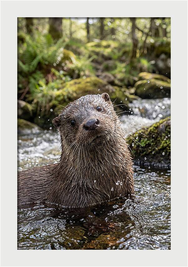 Eurasian Otter In Scottish River
