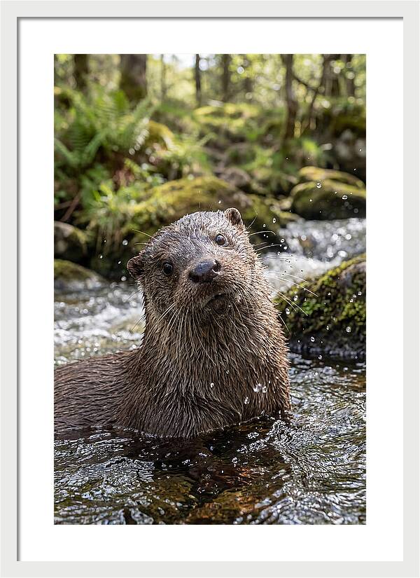 Eurasian Otter In Scottish River