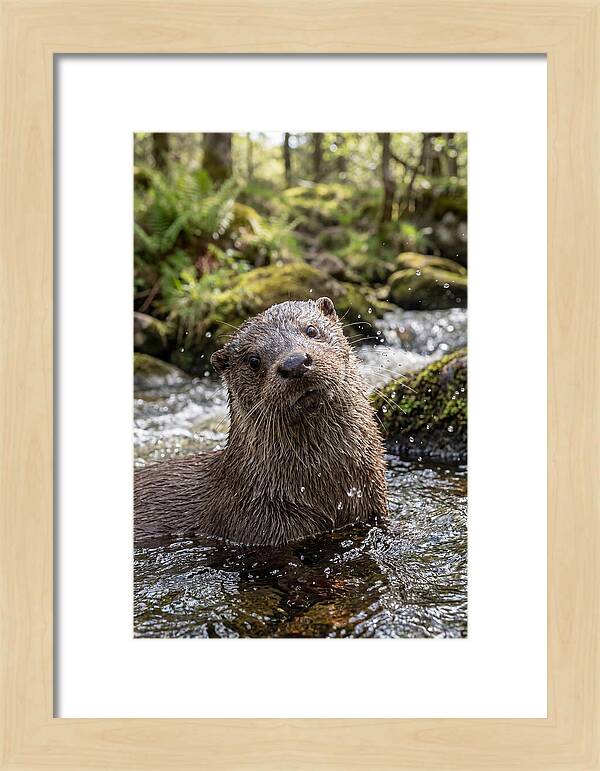 Eurasian Otter In Scottish River