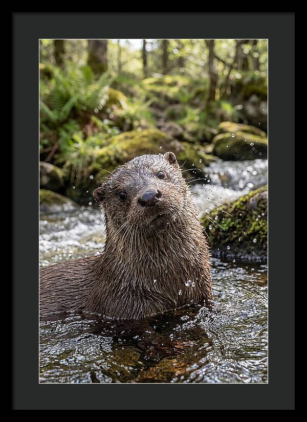 Eurasian Otter In Scottish River