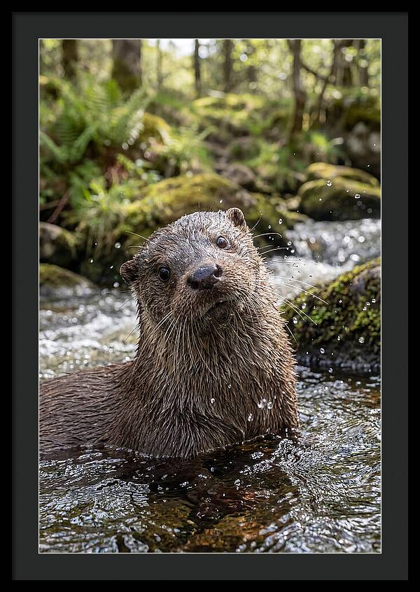 Eurasian Otter In Scottish River
