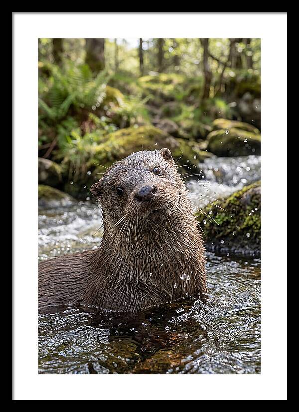 Eurasian Otter In Scottish River