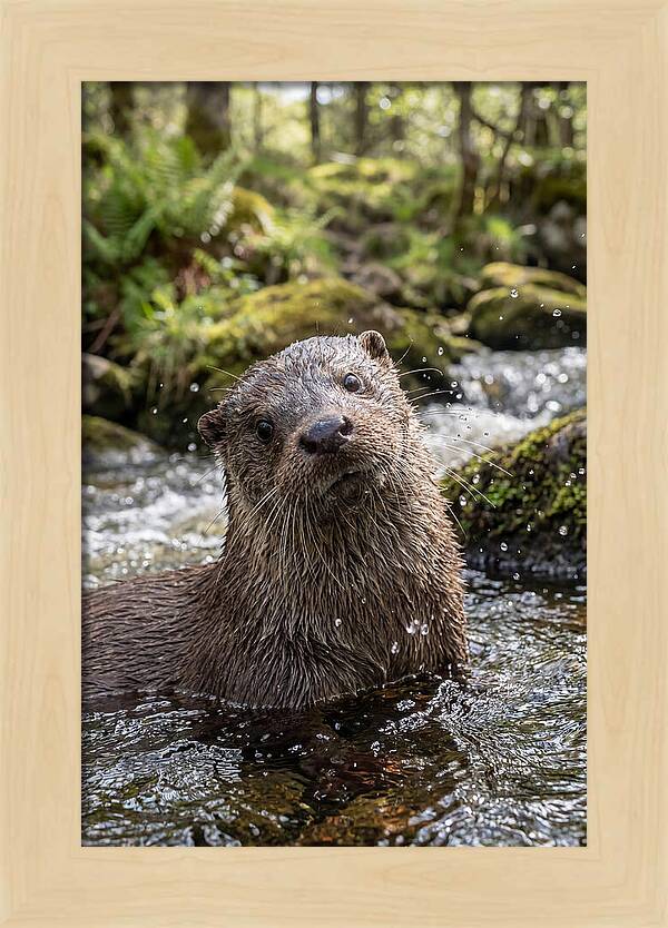 Eurasian Otter In Scottish River