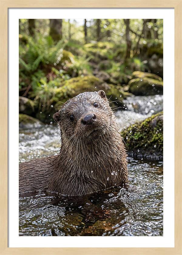 Eurasian Otter In Scottish River