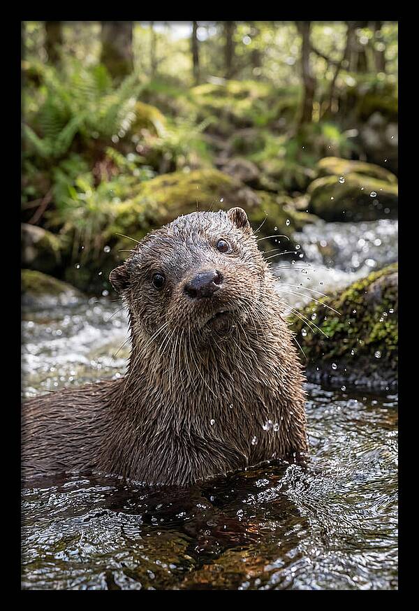 Eurasian Otter In Scottish River