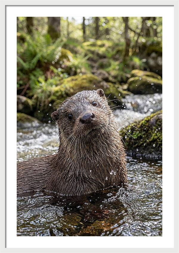 Eurasian Otter In Scottish River