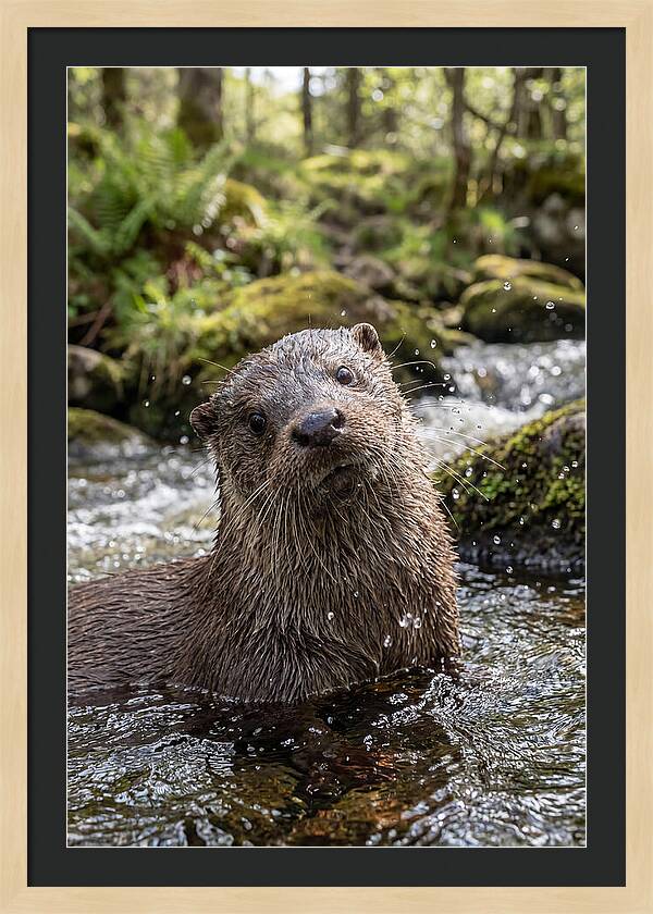 Eurasian Otter In Scottish River