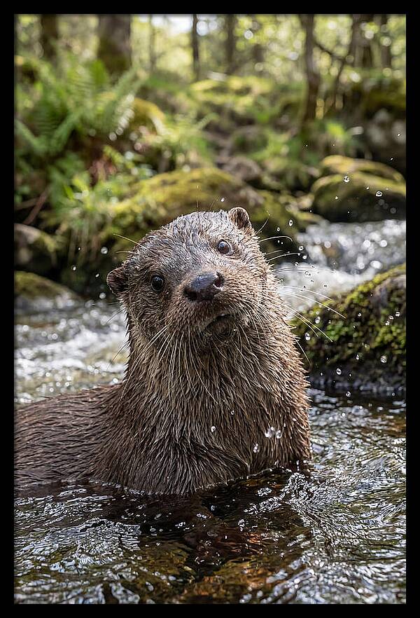 Eurasian Otter In Scottish River