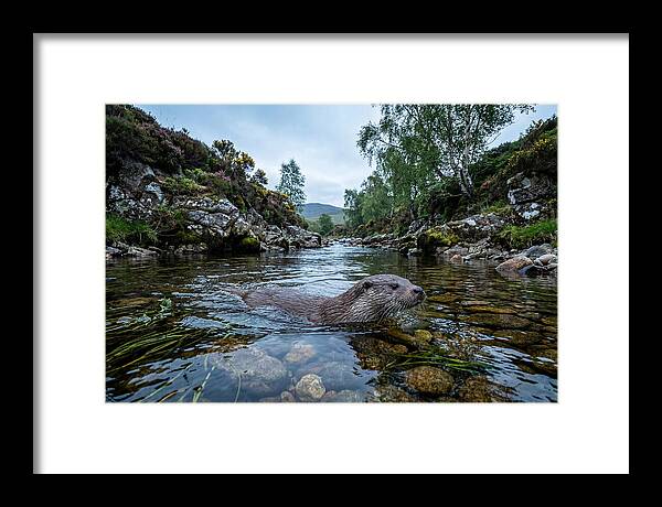Eurasian Otter Swimming In Scotland