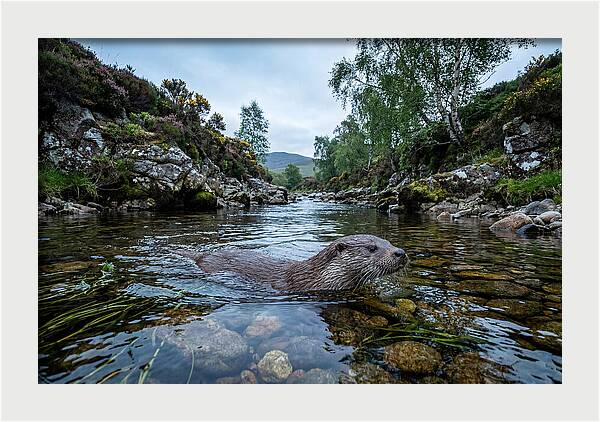 Eurasian Otter Swimming In Scotland