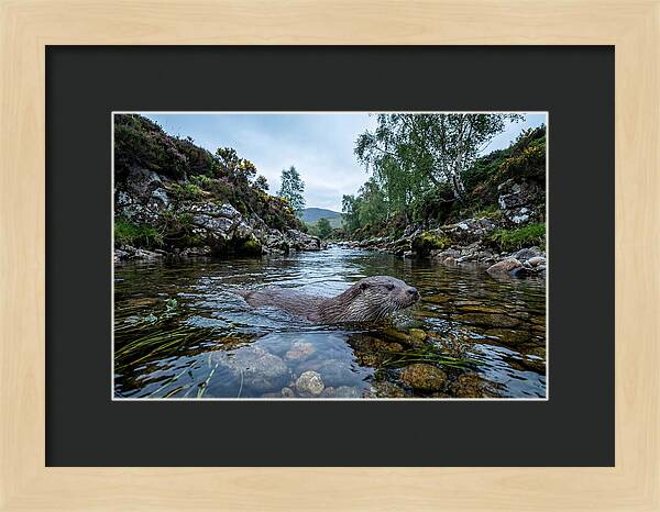 Eurasian Otter Swimming In Scotland