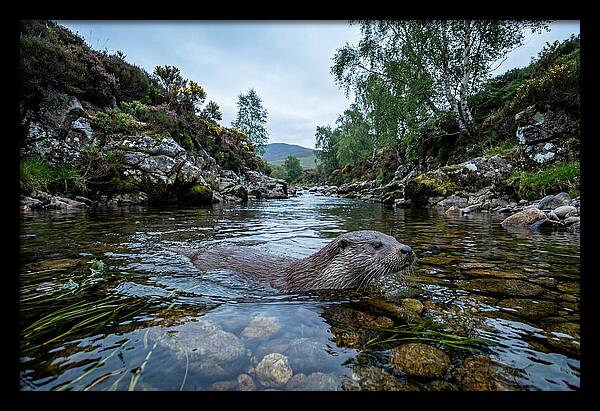 Eurasian Otter Swimming In Scotland