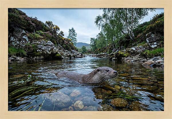 Eurasian Otter Swimming In Scotland