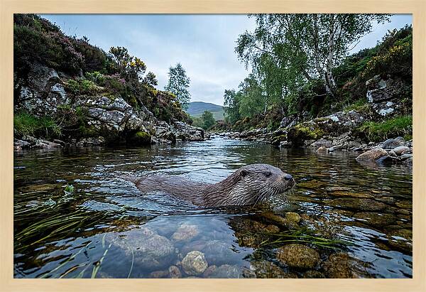 Eurasian Otter Swimming In Scotland