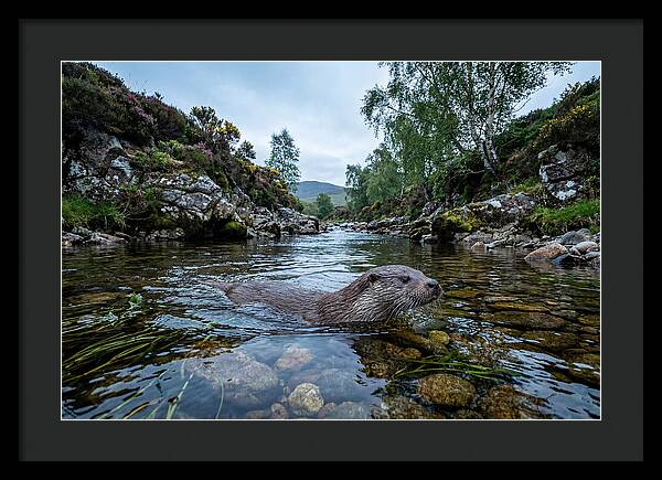 Eurasian Otter Swimming In Scotland