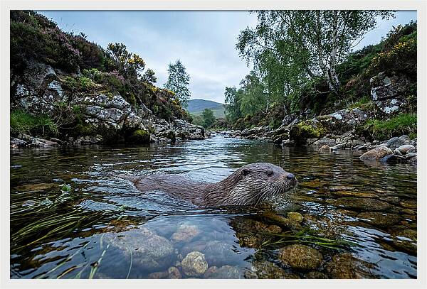 Eurasian Otter Swimming In Scotland