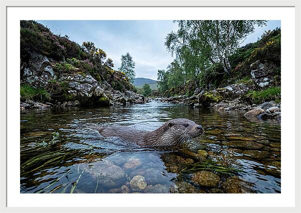 Eurasian Otter Swimming In Scotland