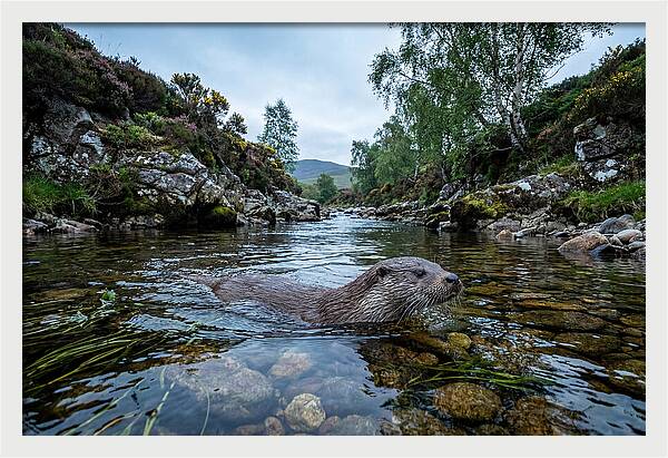Eurasian Otter Swimming In Scotland