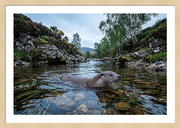 Eurasian Otter Swimming In Scotland