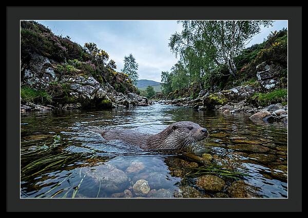 Eurasian Otter Swimming In Scotland