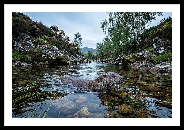 Eurasian Otter Swimming In Scotland