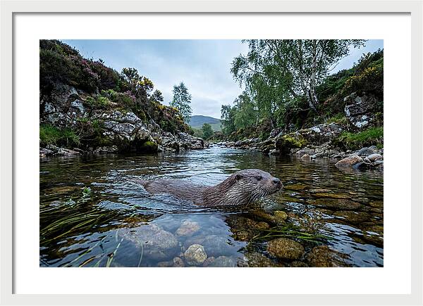 Eurasian Otter Swimming In Scotland
