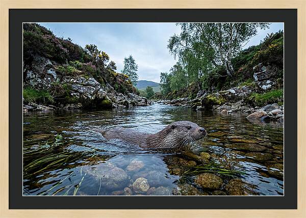 Eurasian Otter Swimming In Scotland