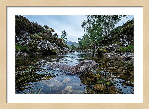 Eurasian Otter Swimming In Scotland