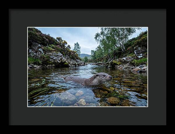 Eurasian Otter Swimming In Scotland