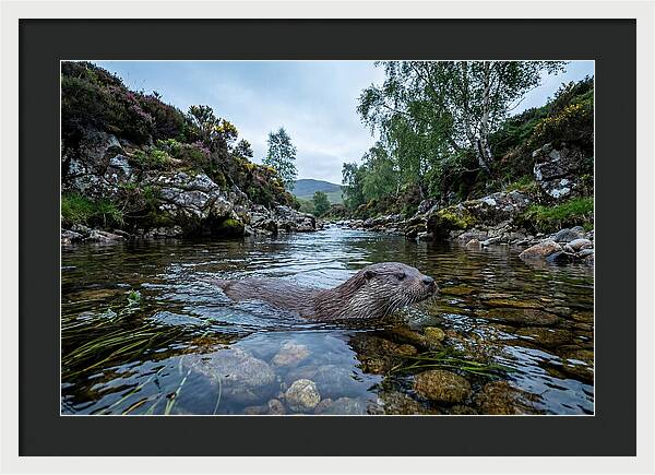 Eurasian Otter Swimming In Scotland