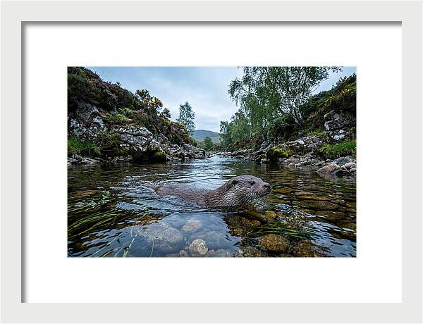 Eurasian Otter Swimming In Scotland